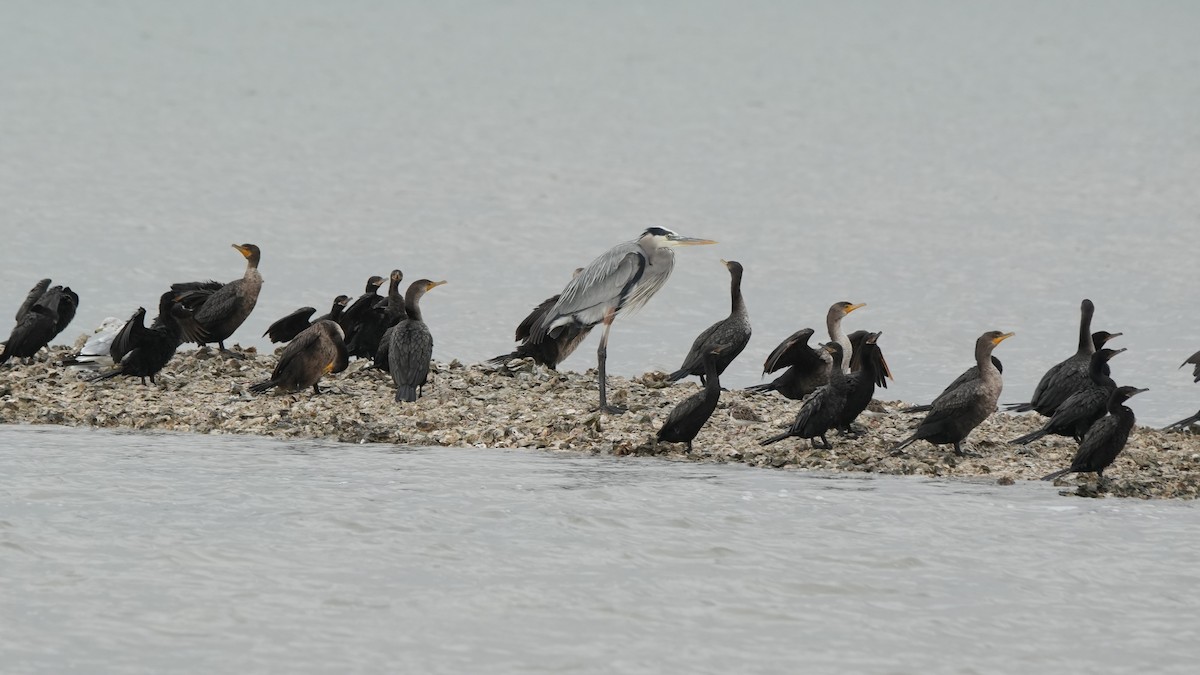 אנפה אמריקנית - ML646650200