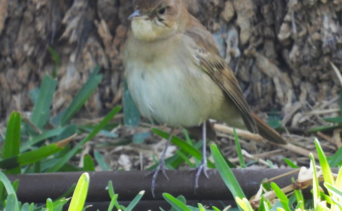 Ruiseñor Común - ML646650202