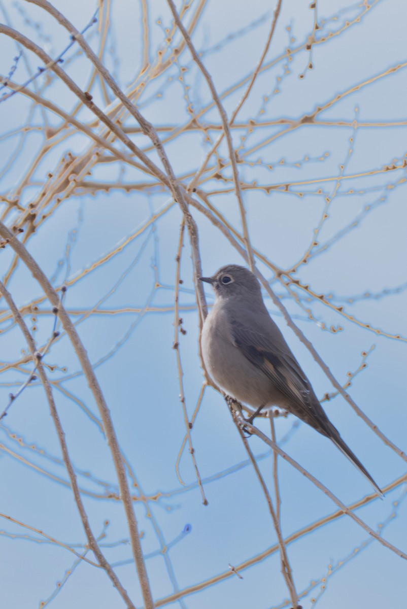 Solitario Norteño - ML646650203