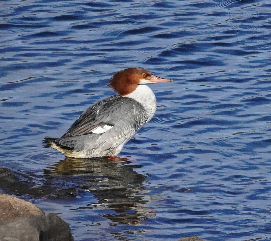 Хумхин бохио - ML646650205