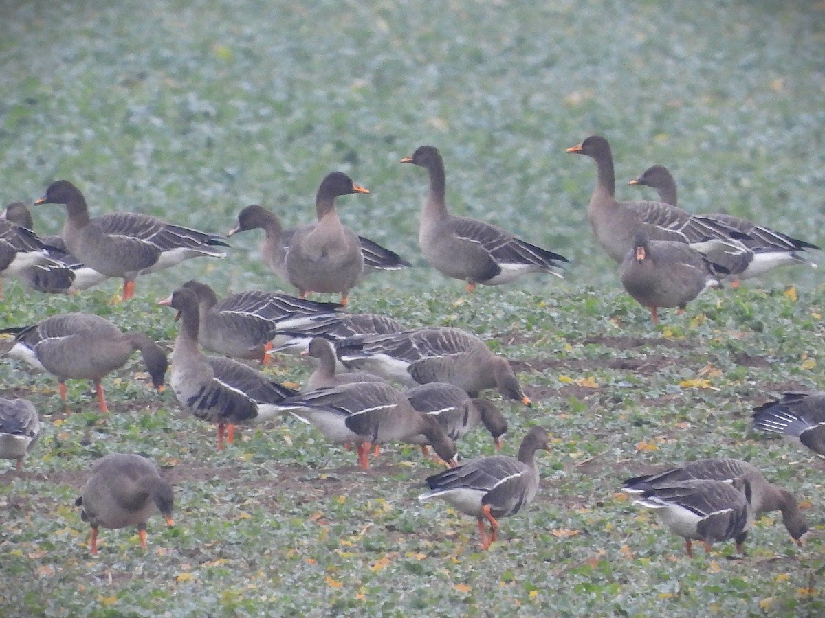 Ánsar Campestre de la Taiga - ML646650206