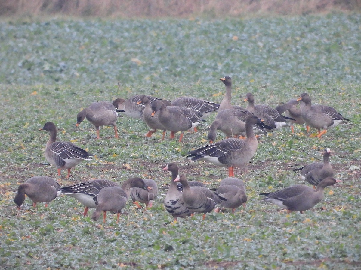 Ánsar Campestre de la Taiga - ML646650207