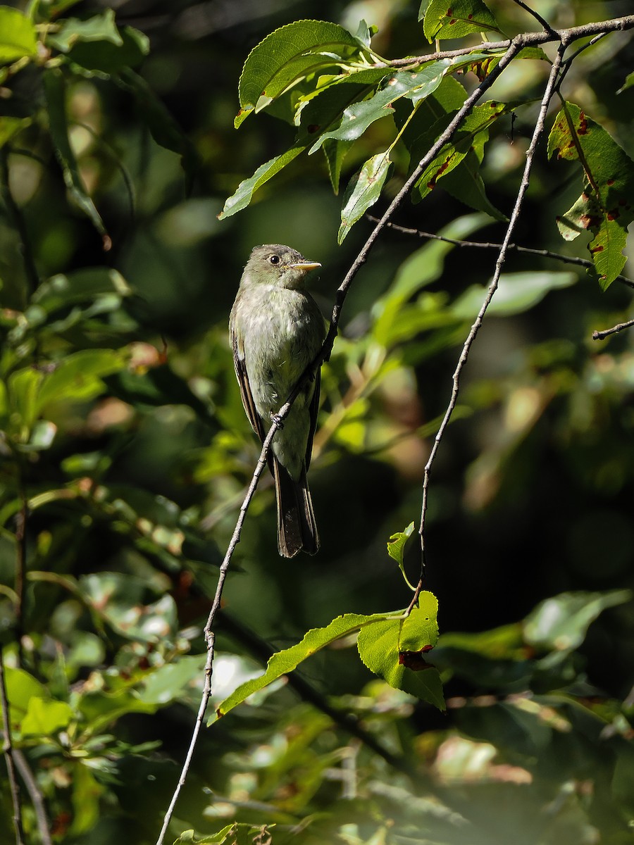Eastern Wood-Pewee - ML646650208