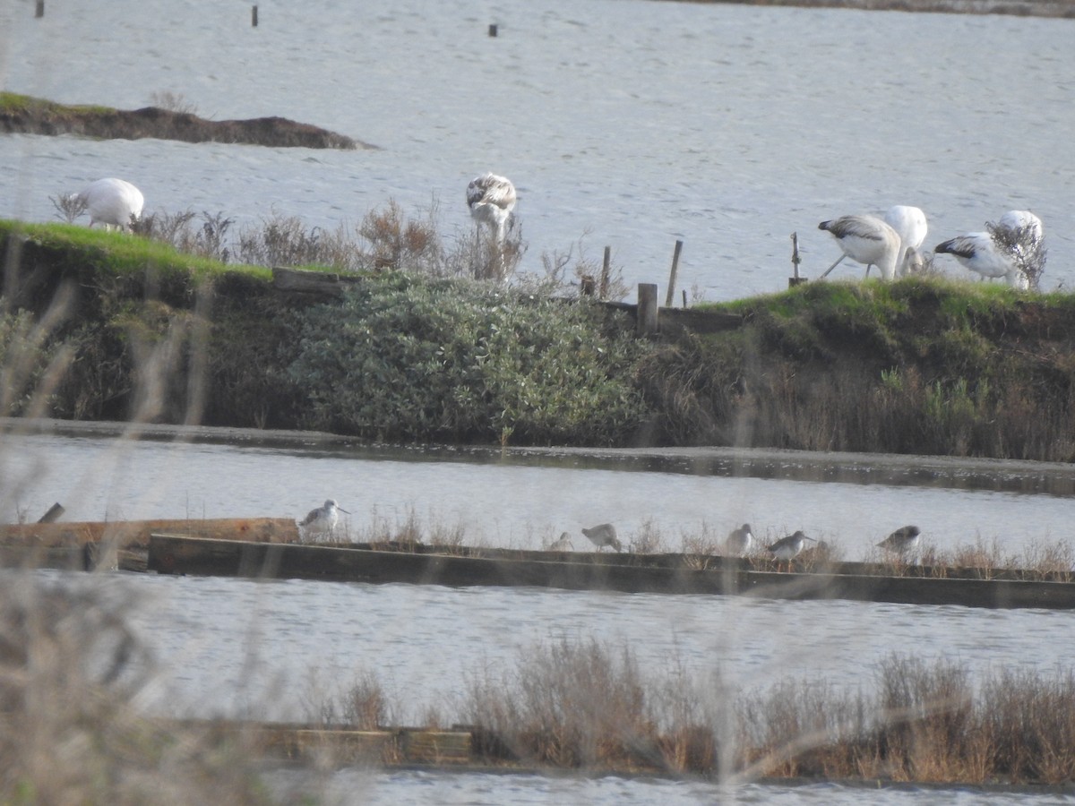 Archibebe Común - ML646650209