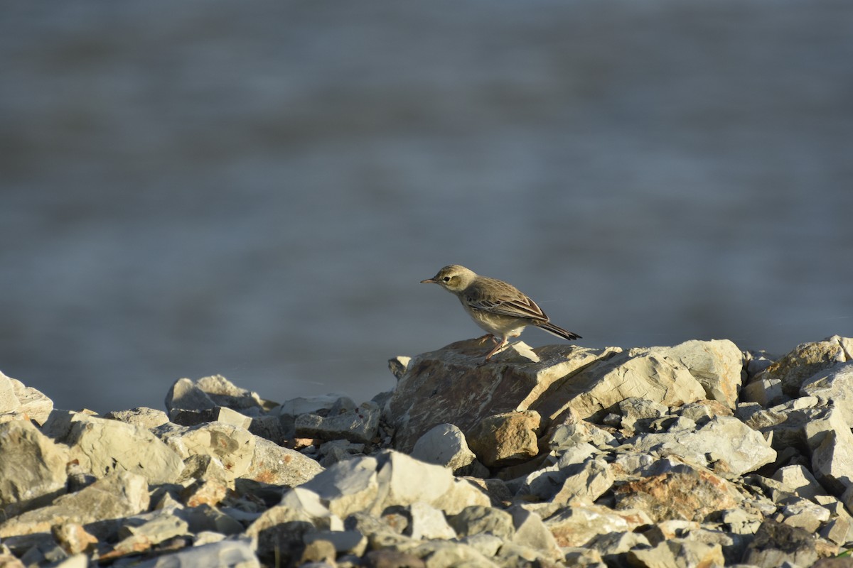 水鷚 - ML646650210