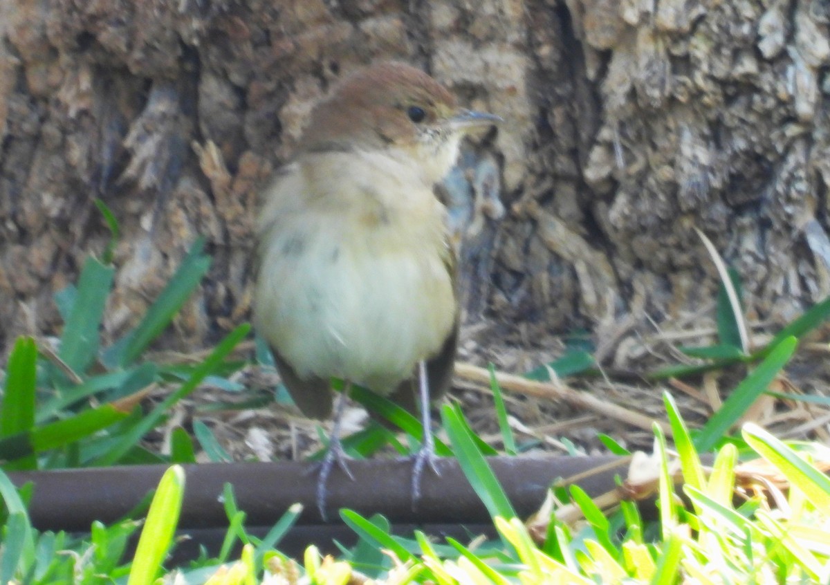 Ruiseñor Común - ML646650211