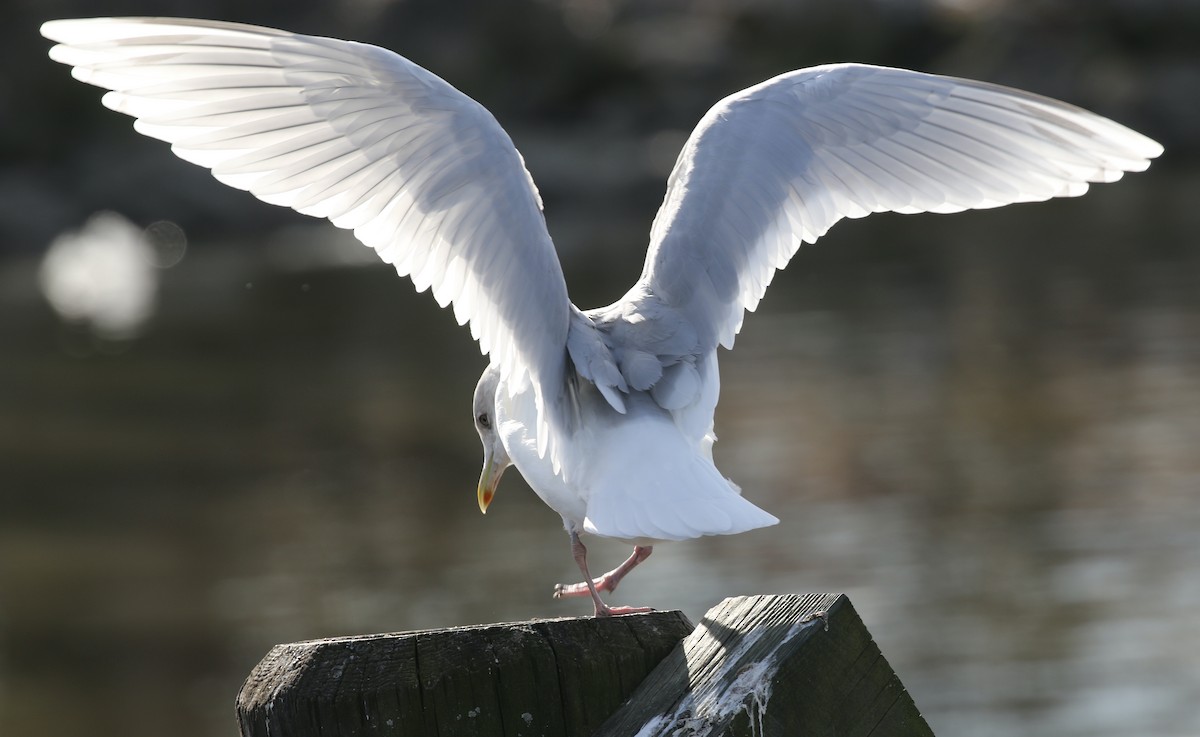 Gaviota Groenlandesa - ML646650214