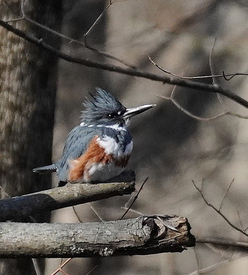 Belted Kingfisher - ML646650215