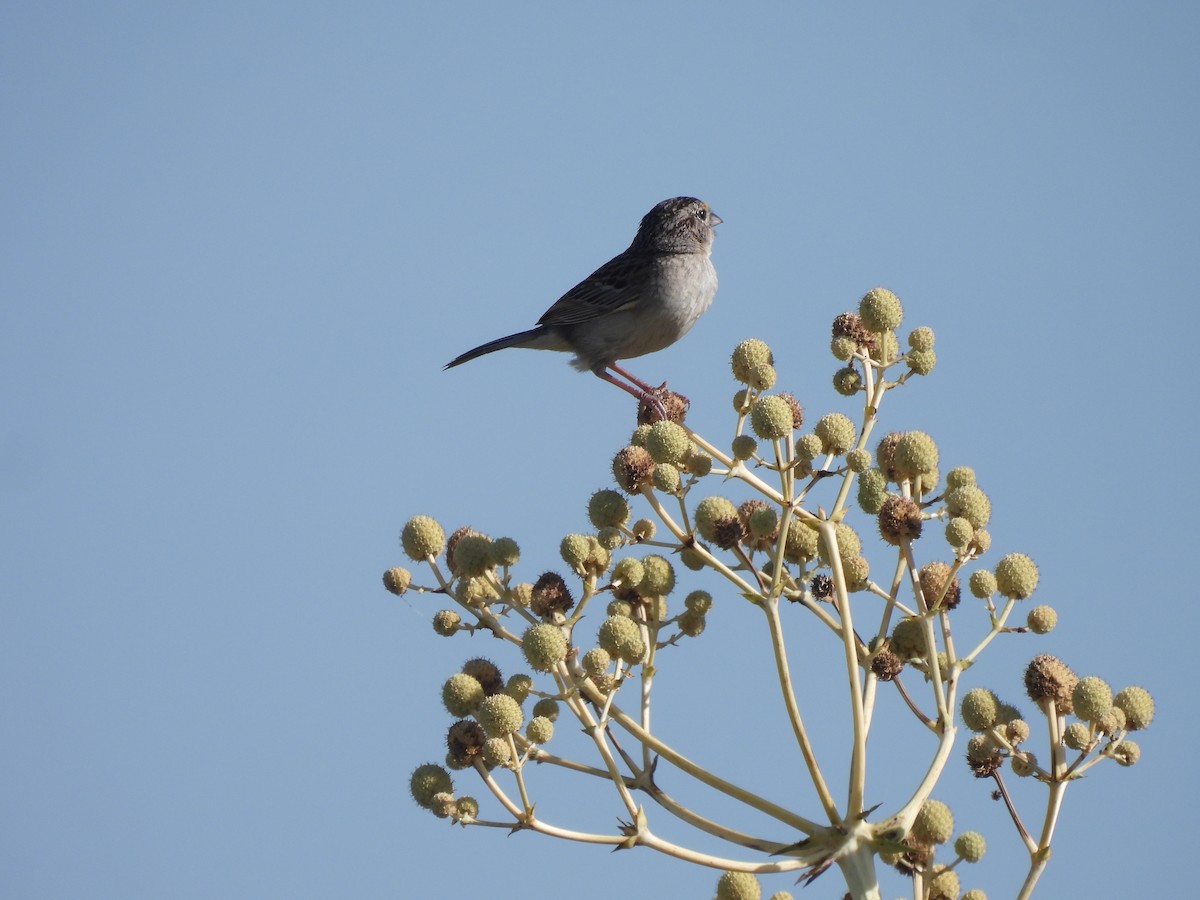 Wachtelammer - ML646650216