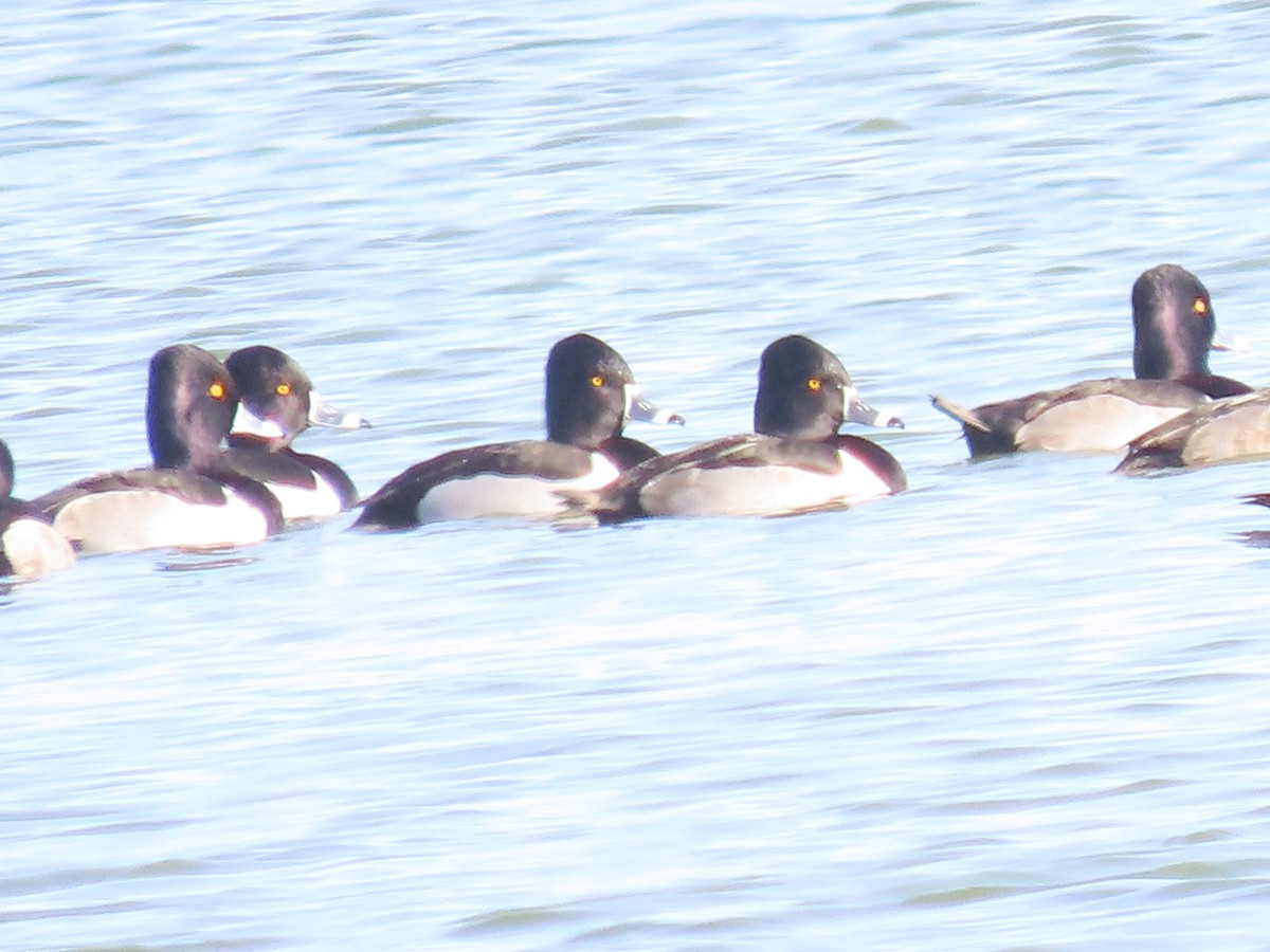 Porrón Acollarado - ML646650217