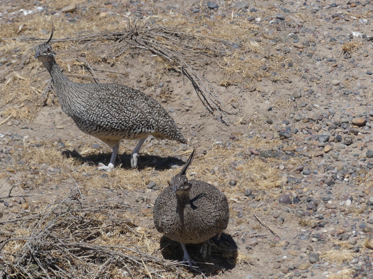 Elegant Crested-Tinamou - ML646650219