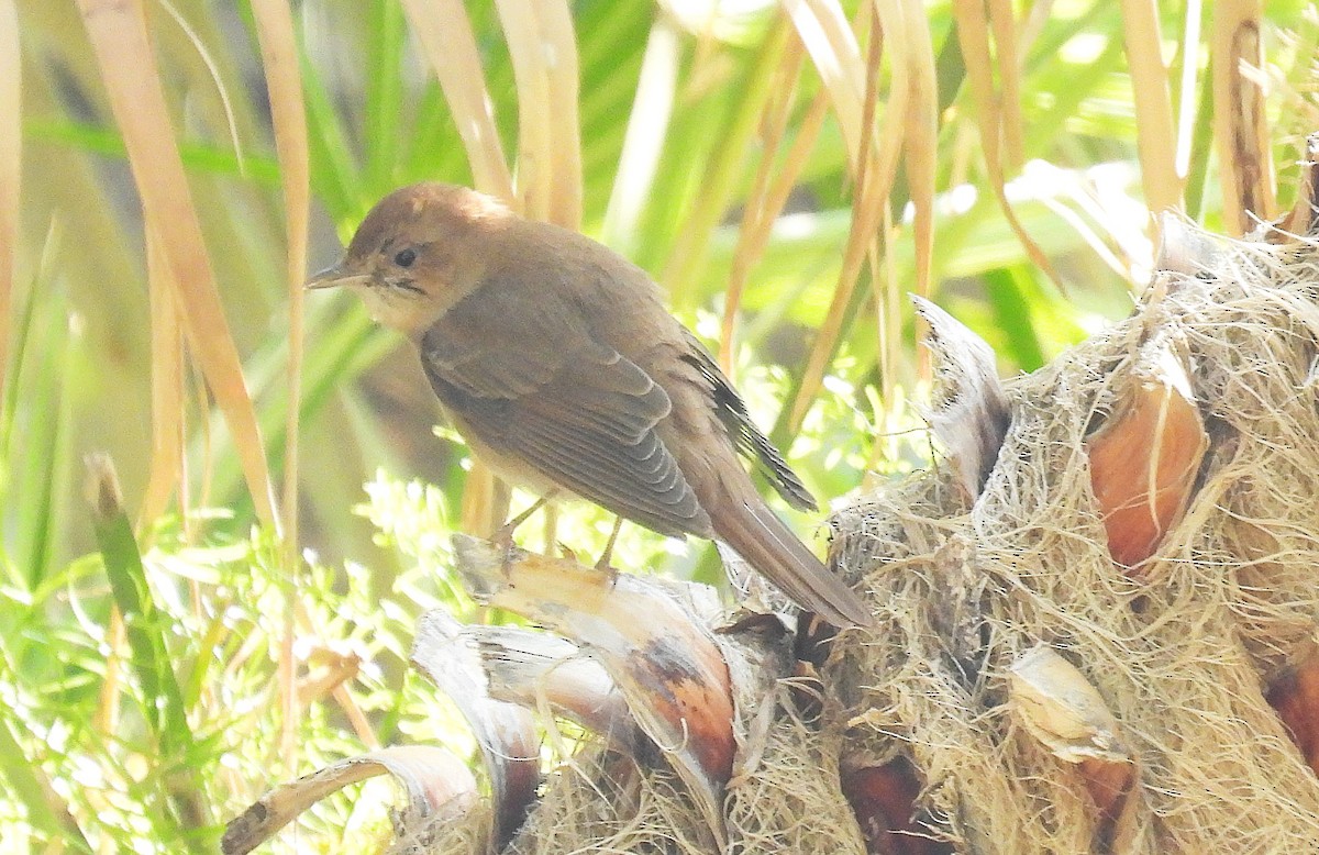 Ruiseñor Común - ML646650220