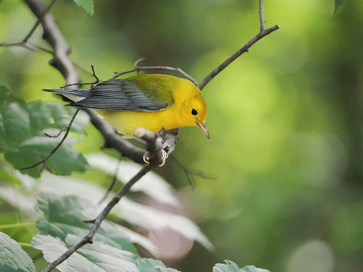 Reinita Protonotaria - ML646650221