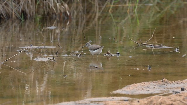 Коловодник лісовий - ML646650223