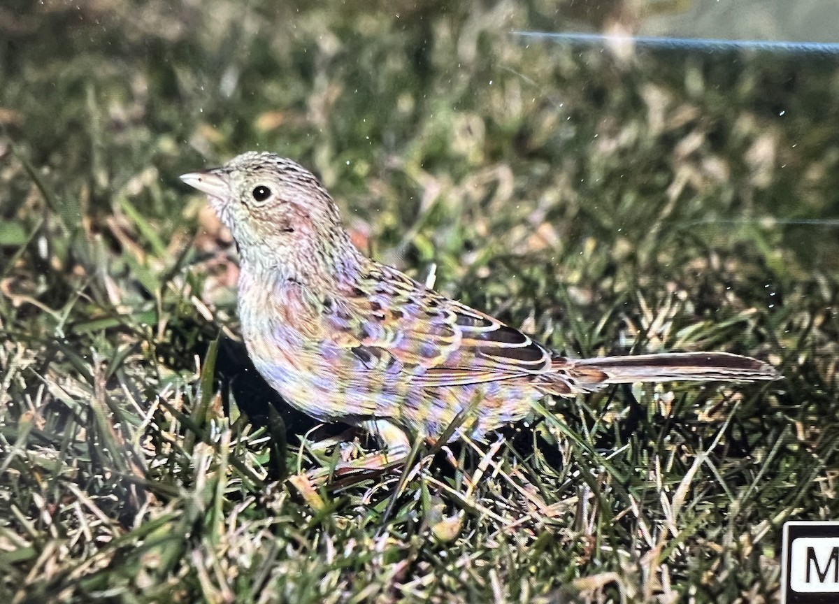 Cassin's Sparrow - ML646650224