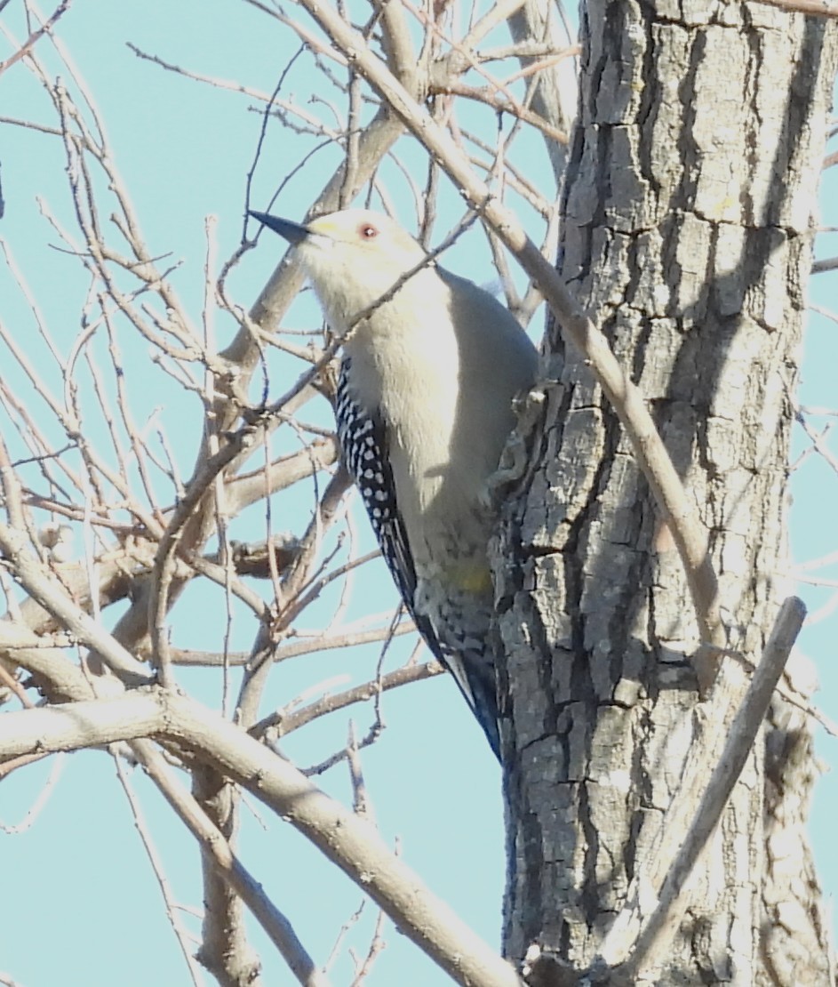 Pico Mexicano - ML646650225