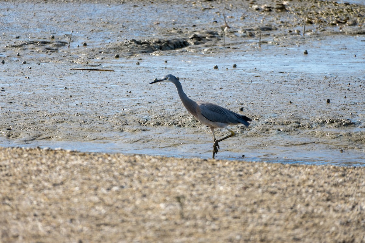 White-faced Heron - ML646650226