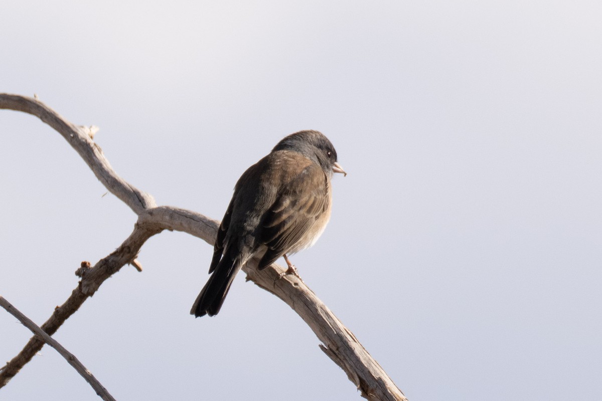 Junco Ojioscuro - ML646650227
