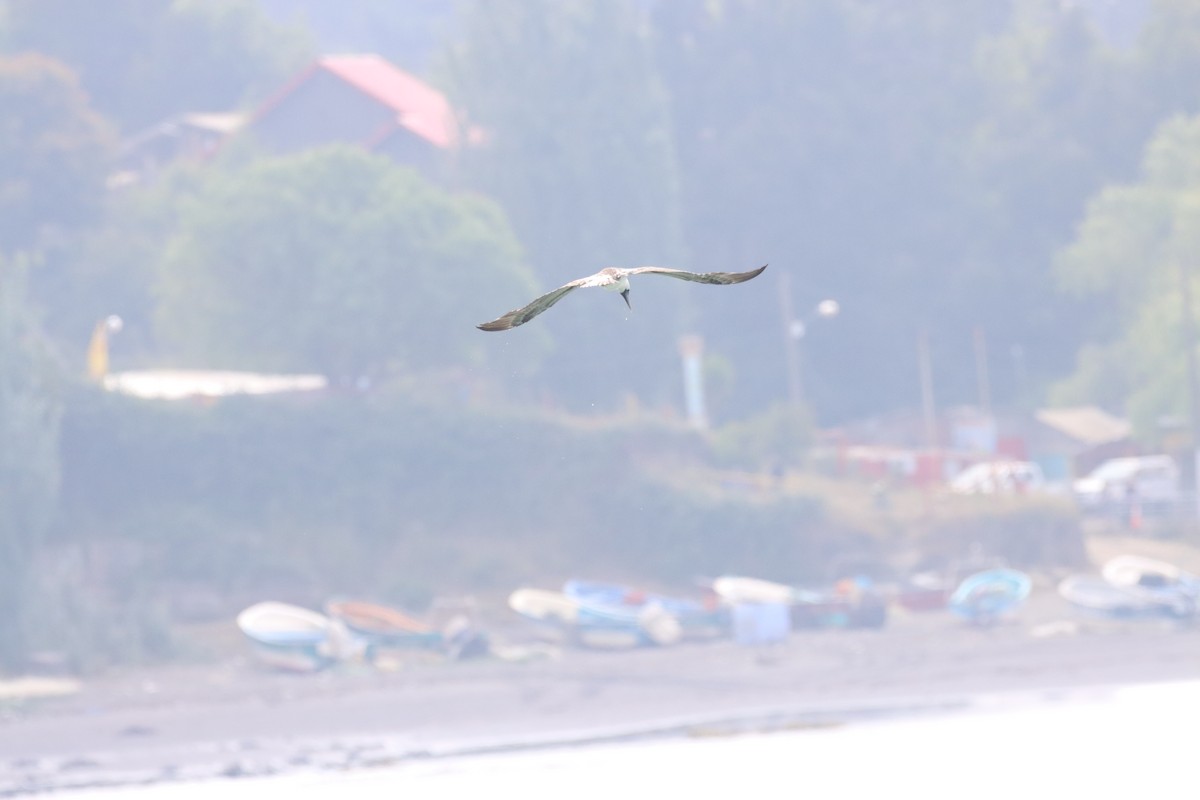 Piquero Peruano - ML646650228