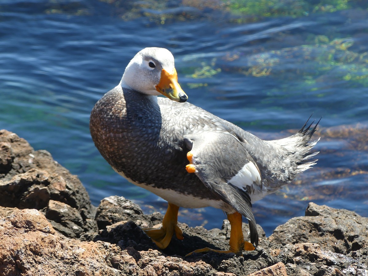 White-headed Steamer-Duck - ML646650231