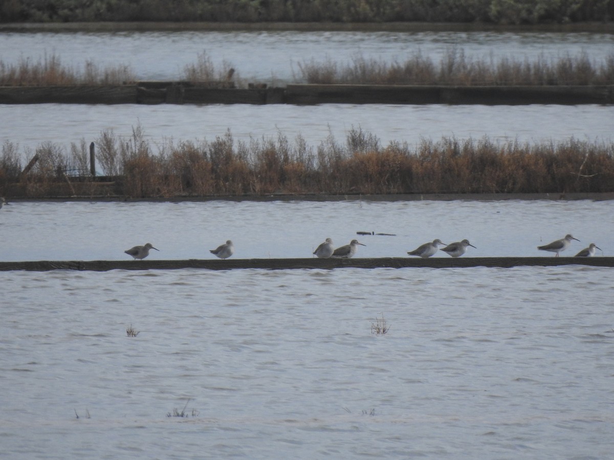 Archibebe Común - ML646650232