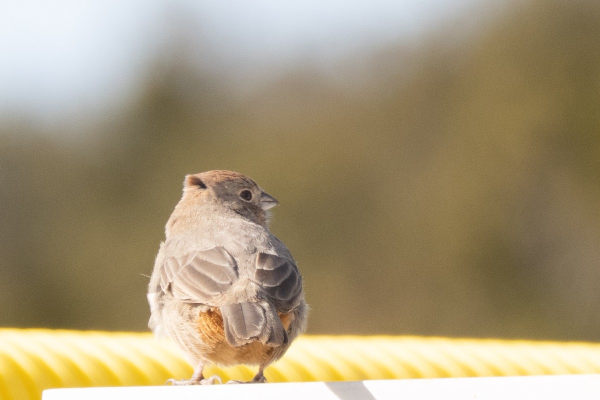 Canyon Towhee - ML646650233