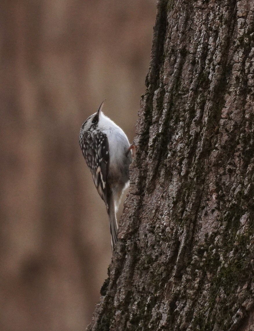 Brown Creeper - ML646650234