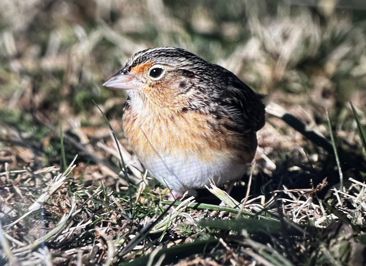 Grasshopper Sparrow - ML646650235