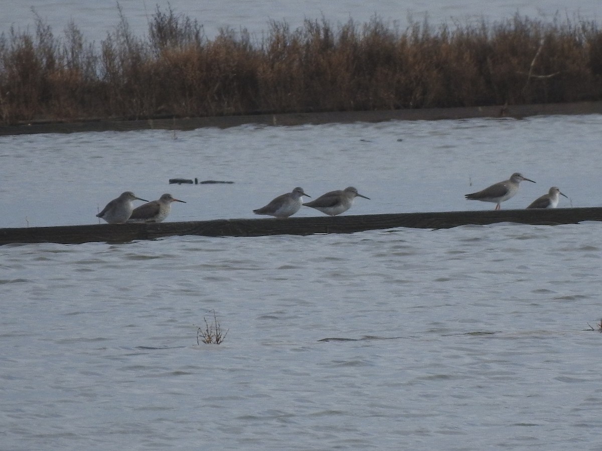 Archibebe Común - ML646650236