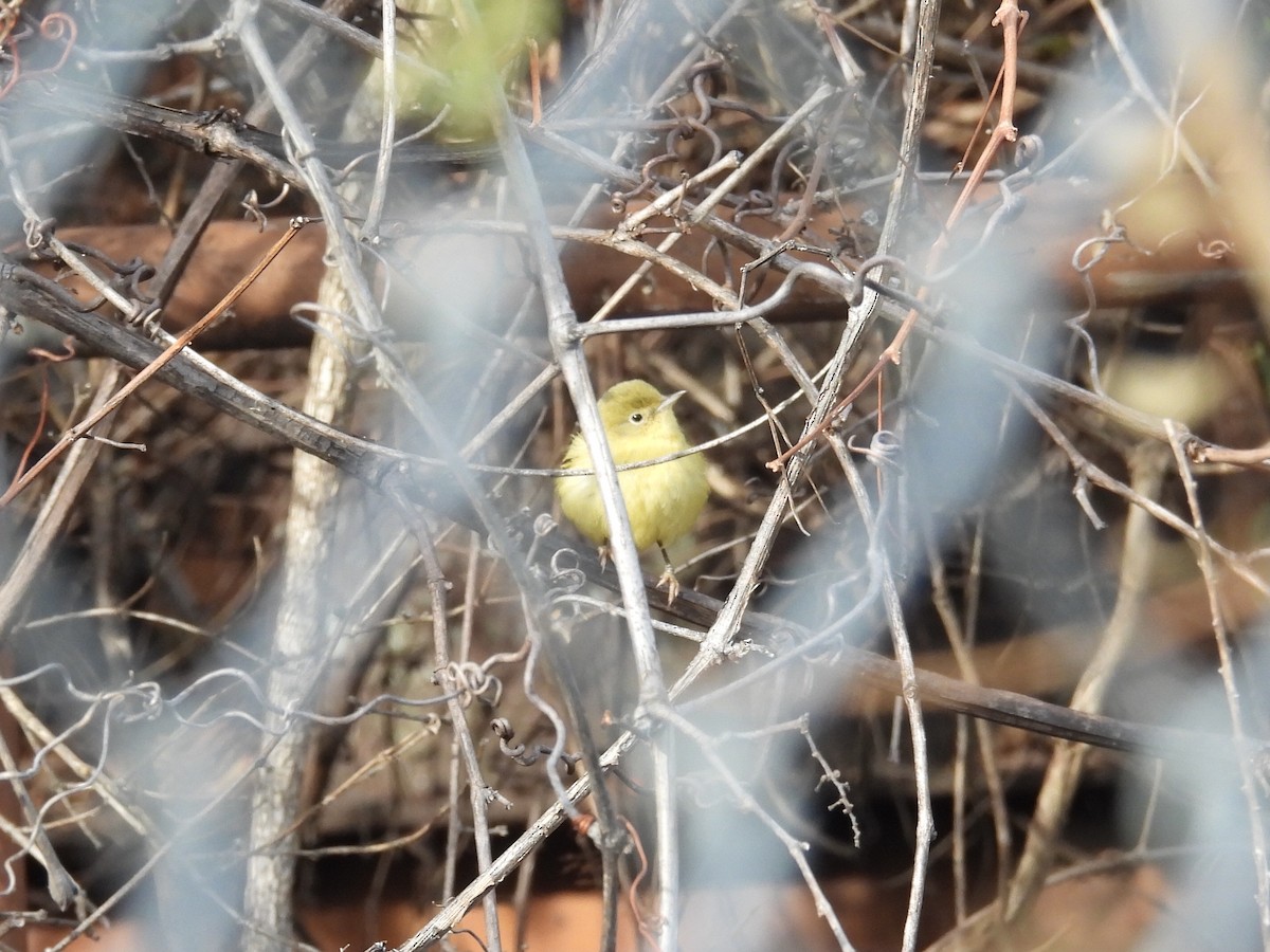 Goldwaldsänger - ML646650239