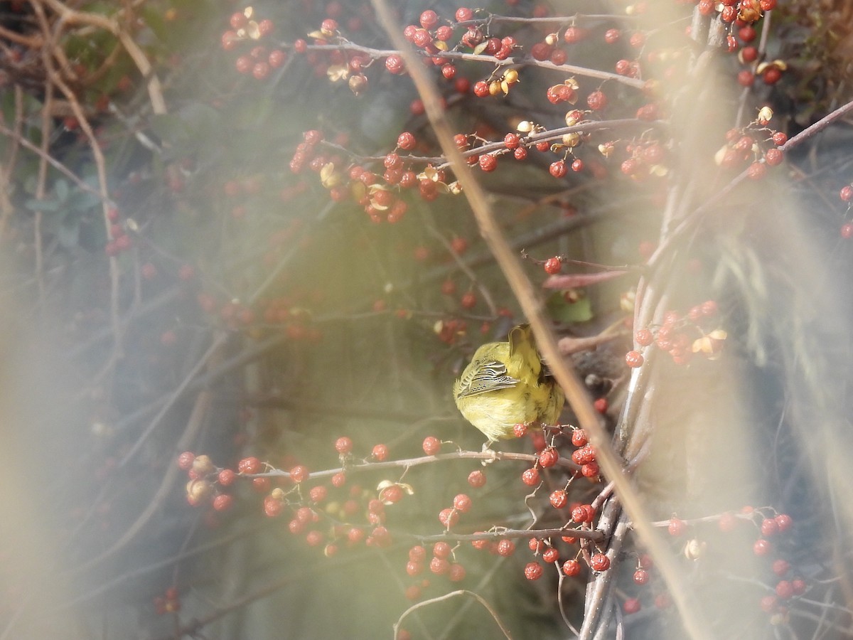 Goldwaldsänger - ML646650240