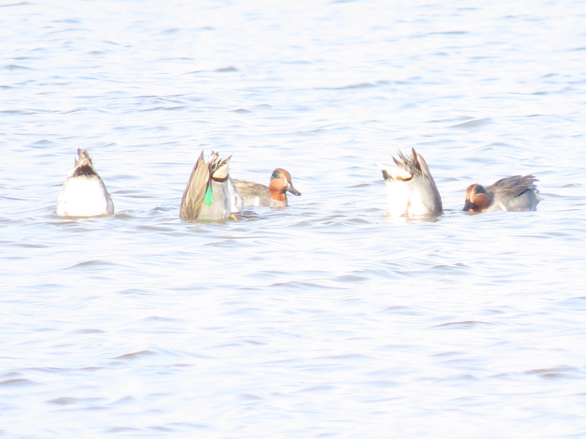 Cerceta Común - ML646650241