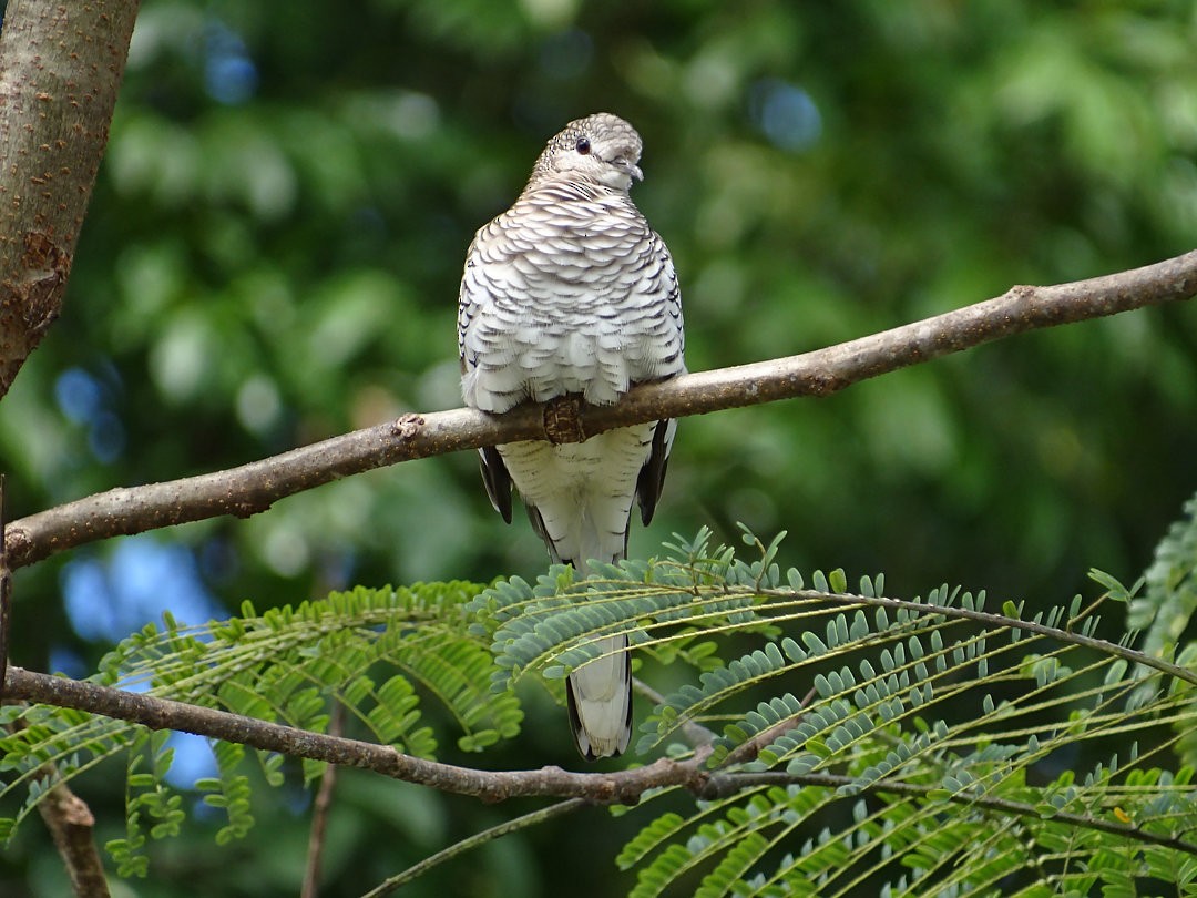 Scaled Dove - ML646650242