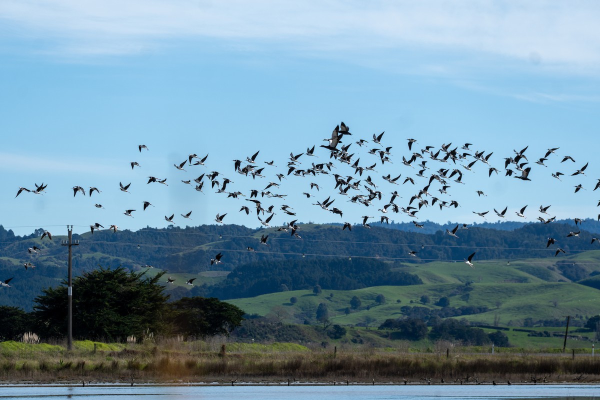 Pied Stilt - ML646650243
