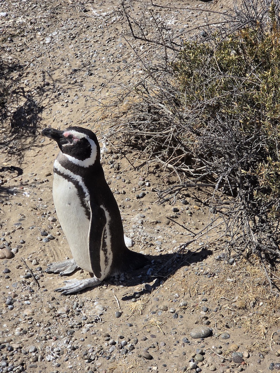 Magellanic Penguin - ML646650244