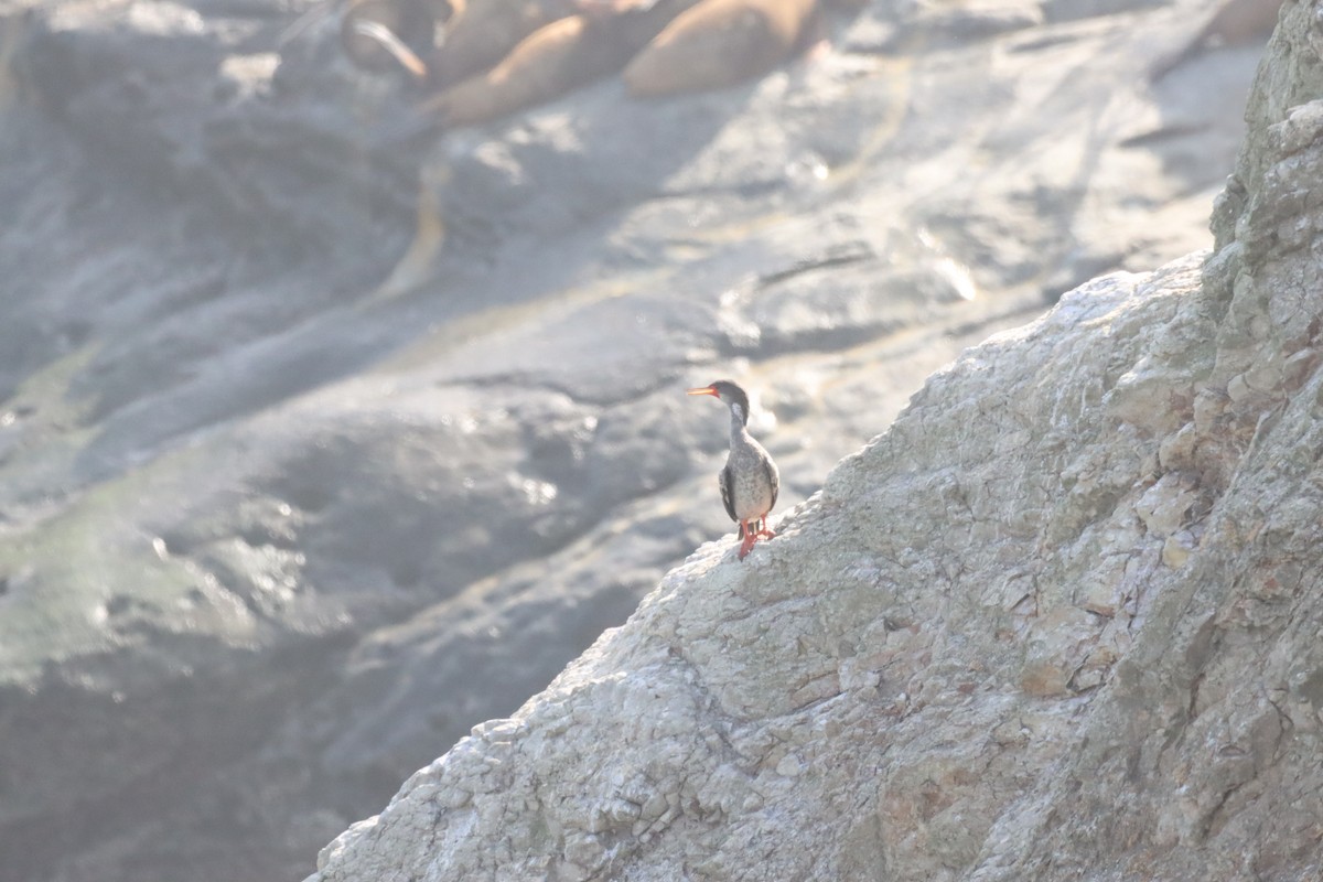 Red-legged Cormorant - ML646650245