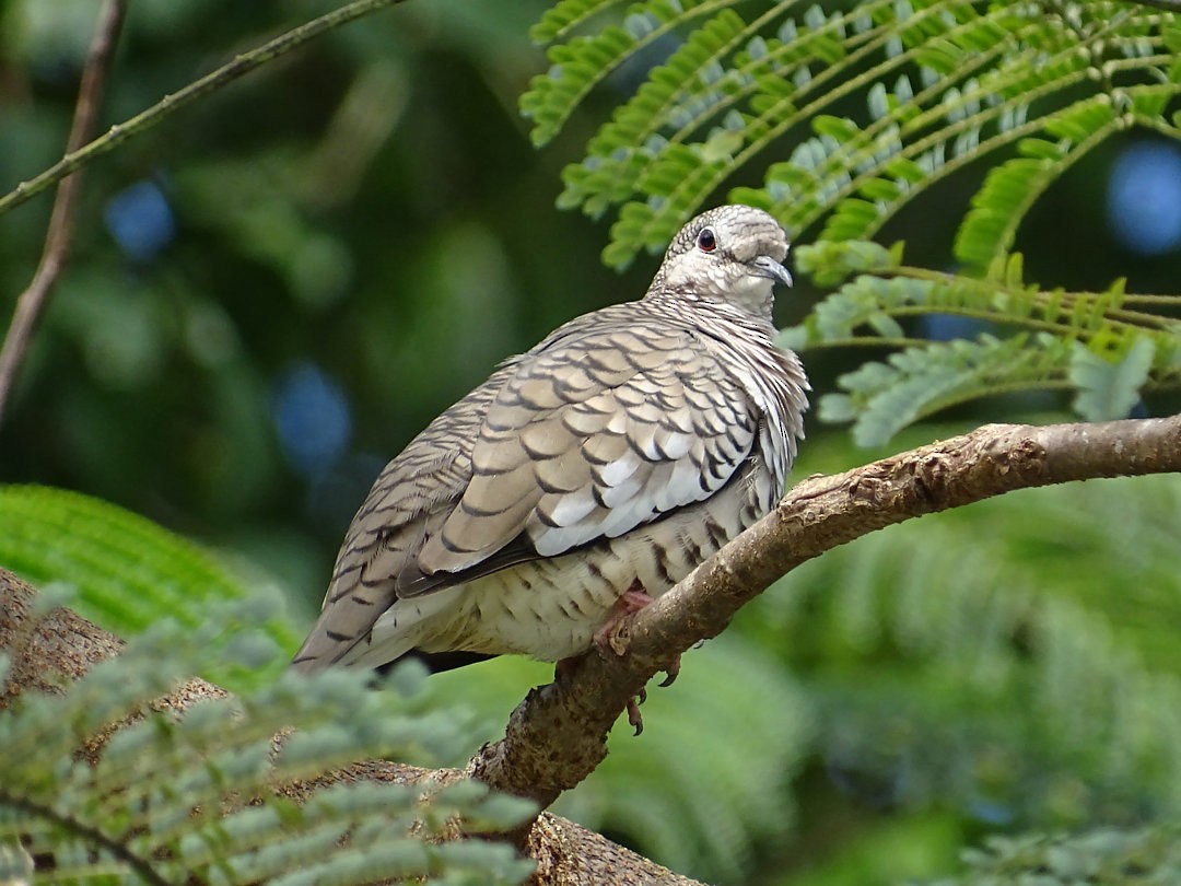 Scaled Dove - ML646650250