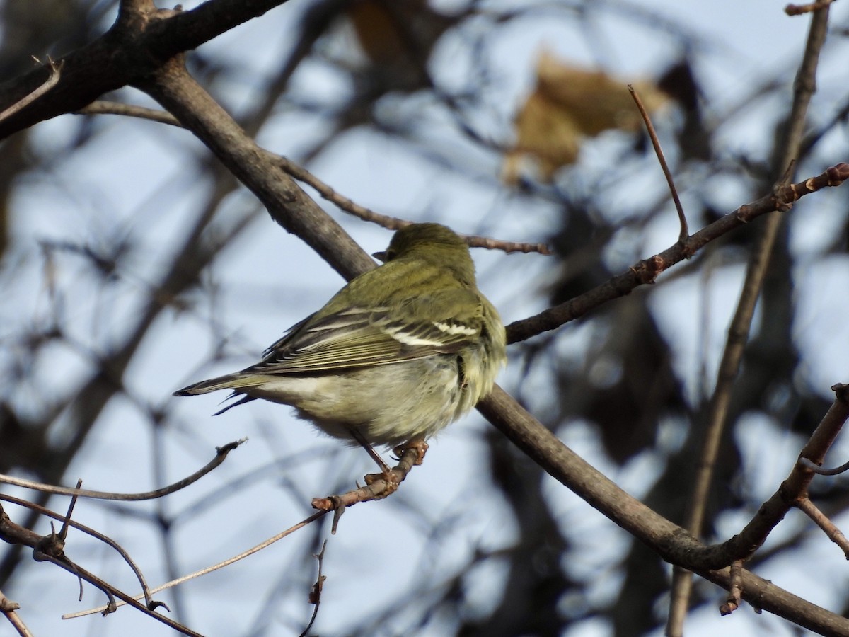 Streifenwaldsänger - ML646650251