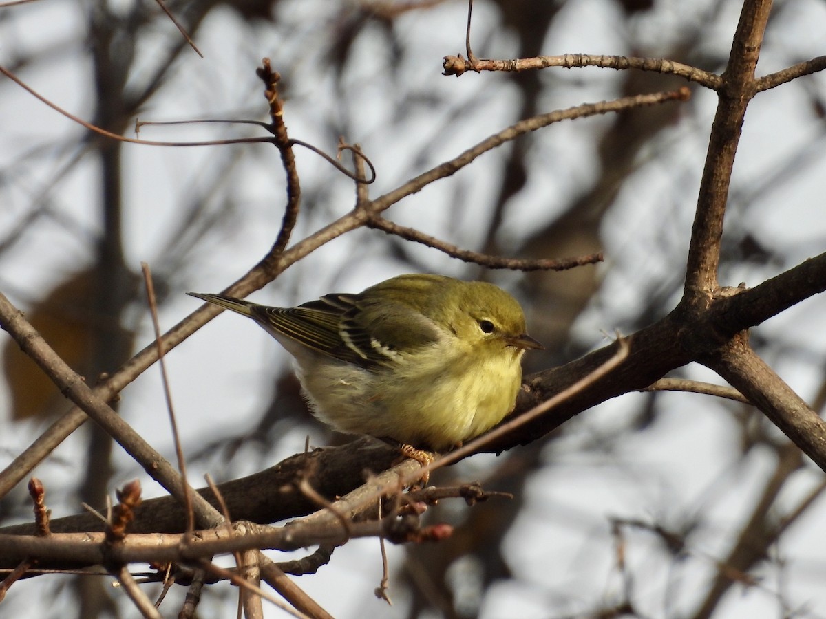 Streifenwaldsänger - ML646650252