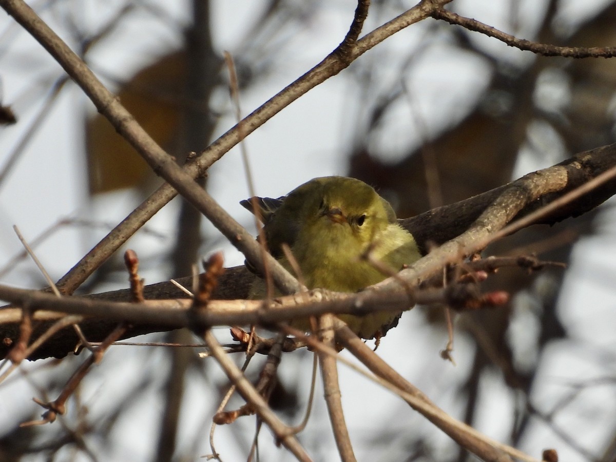Streifenwaldsänger - ML646650253