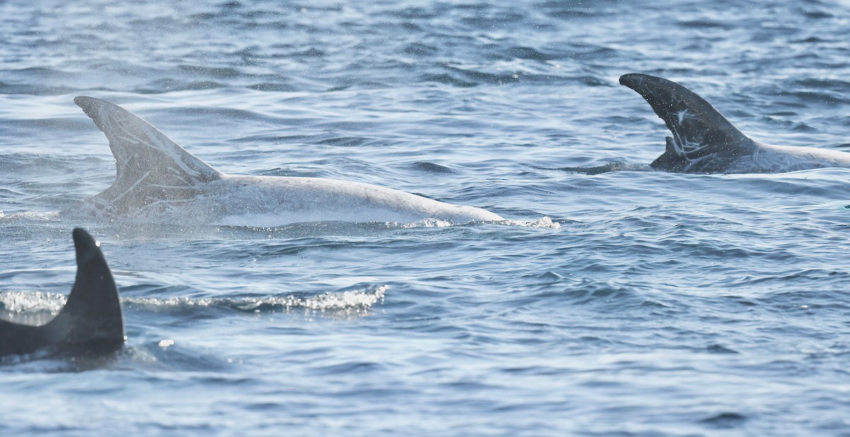 Risso's Dolphin - ML646650255