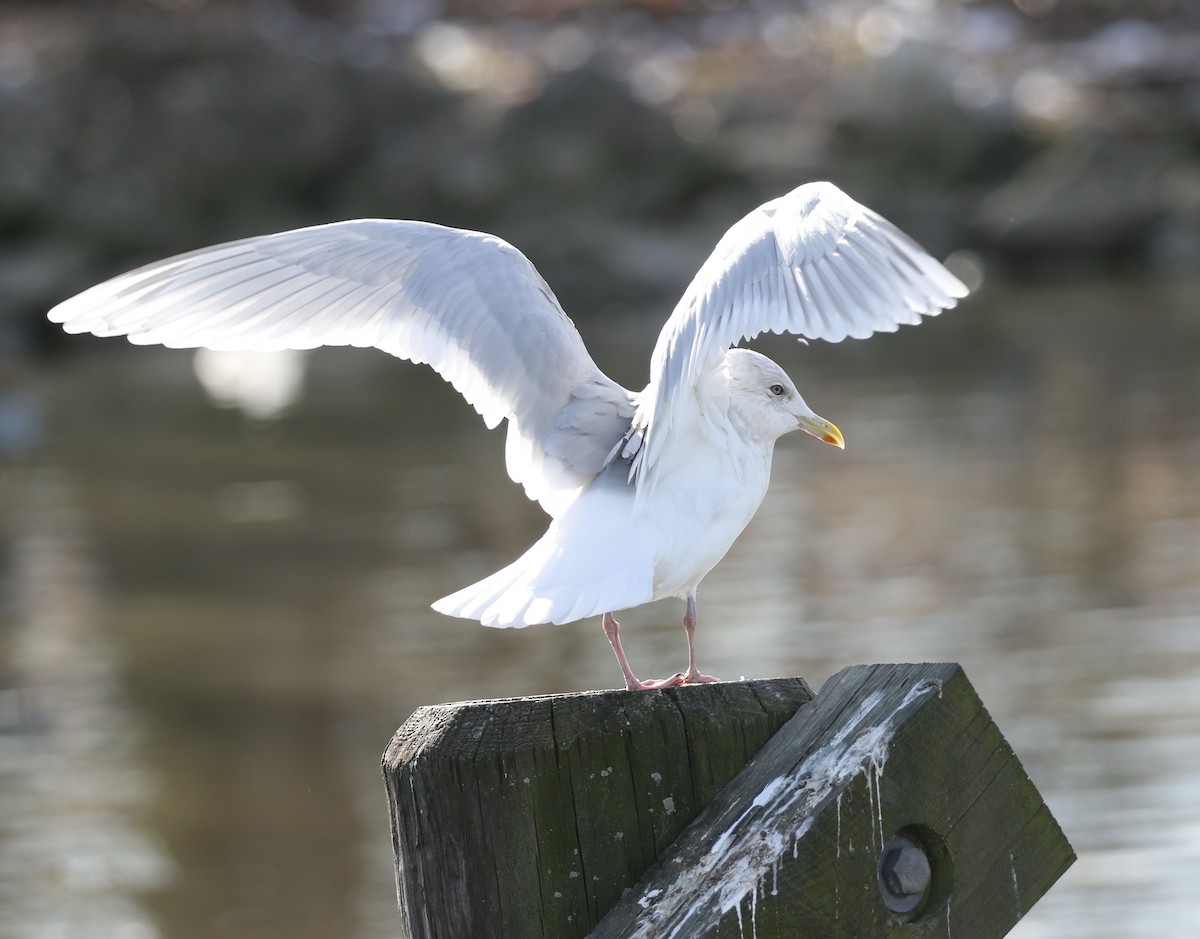 Grönland Martısı - ML646650256