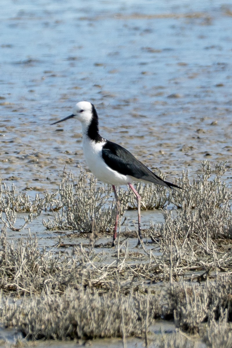 Pied Stilt - ML646650257