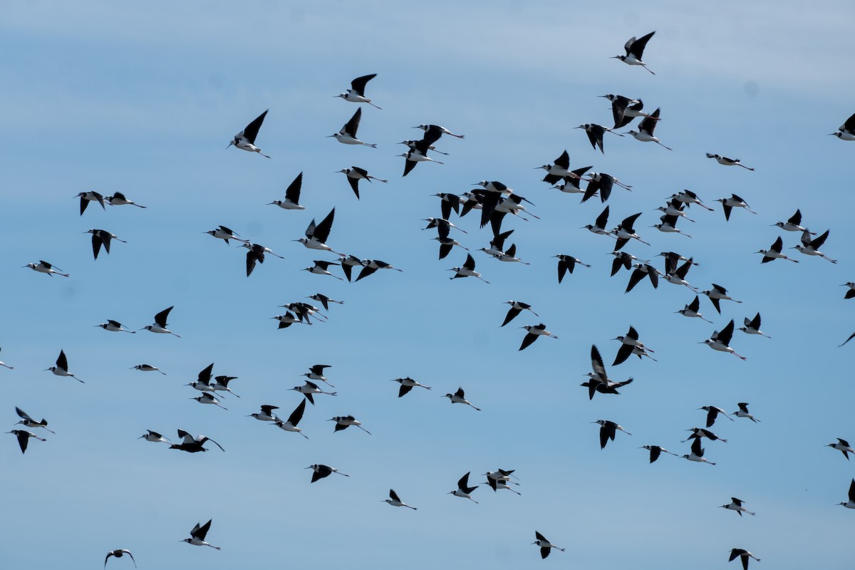 Pied Stilt - ML646650258