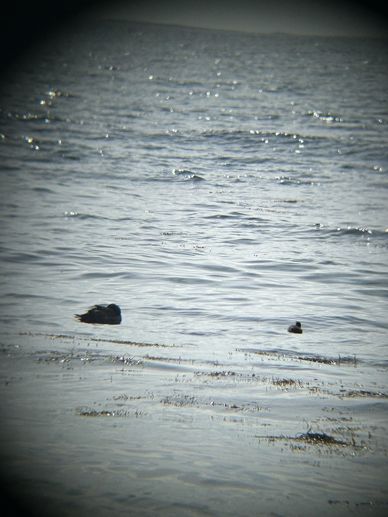 Edredone - ML646650259