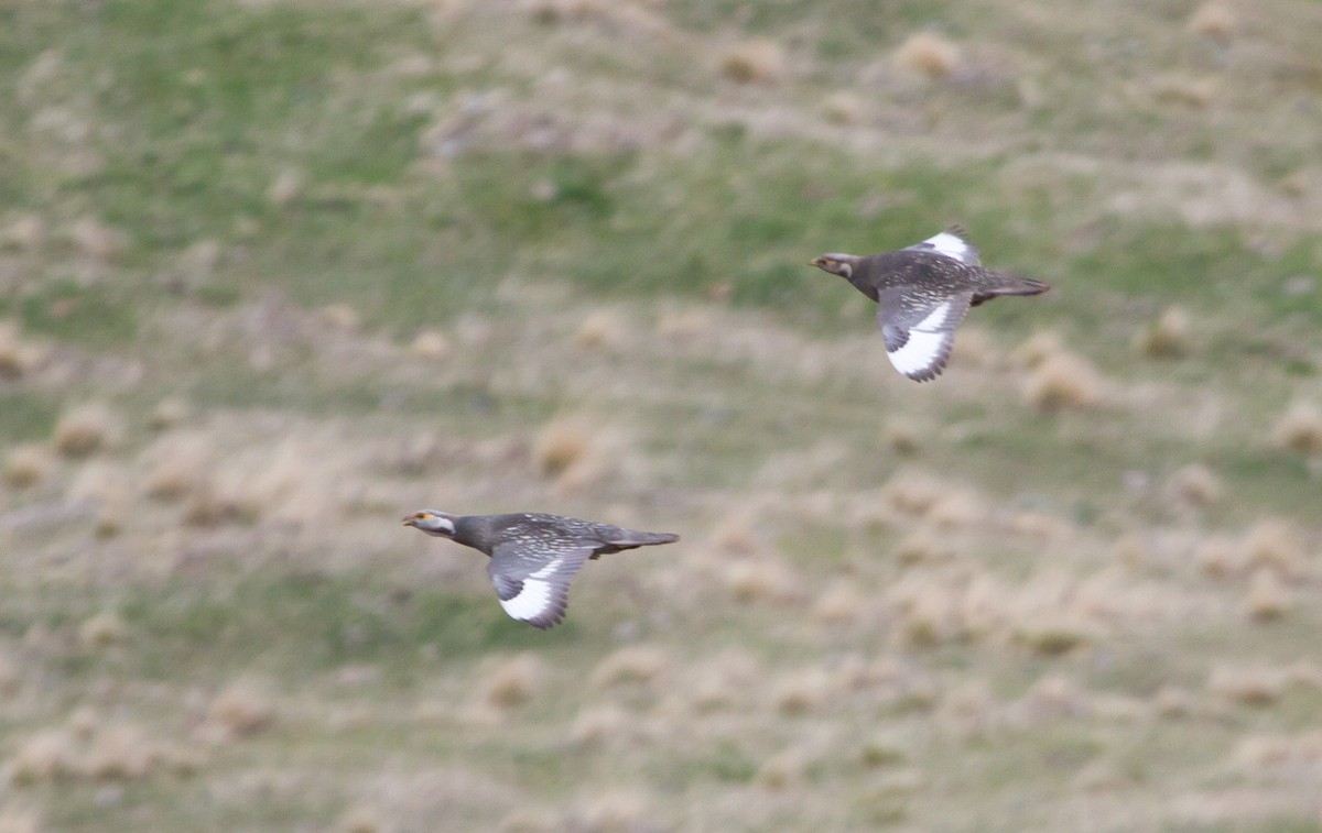 Caucasian Snowcock - ML646650260