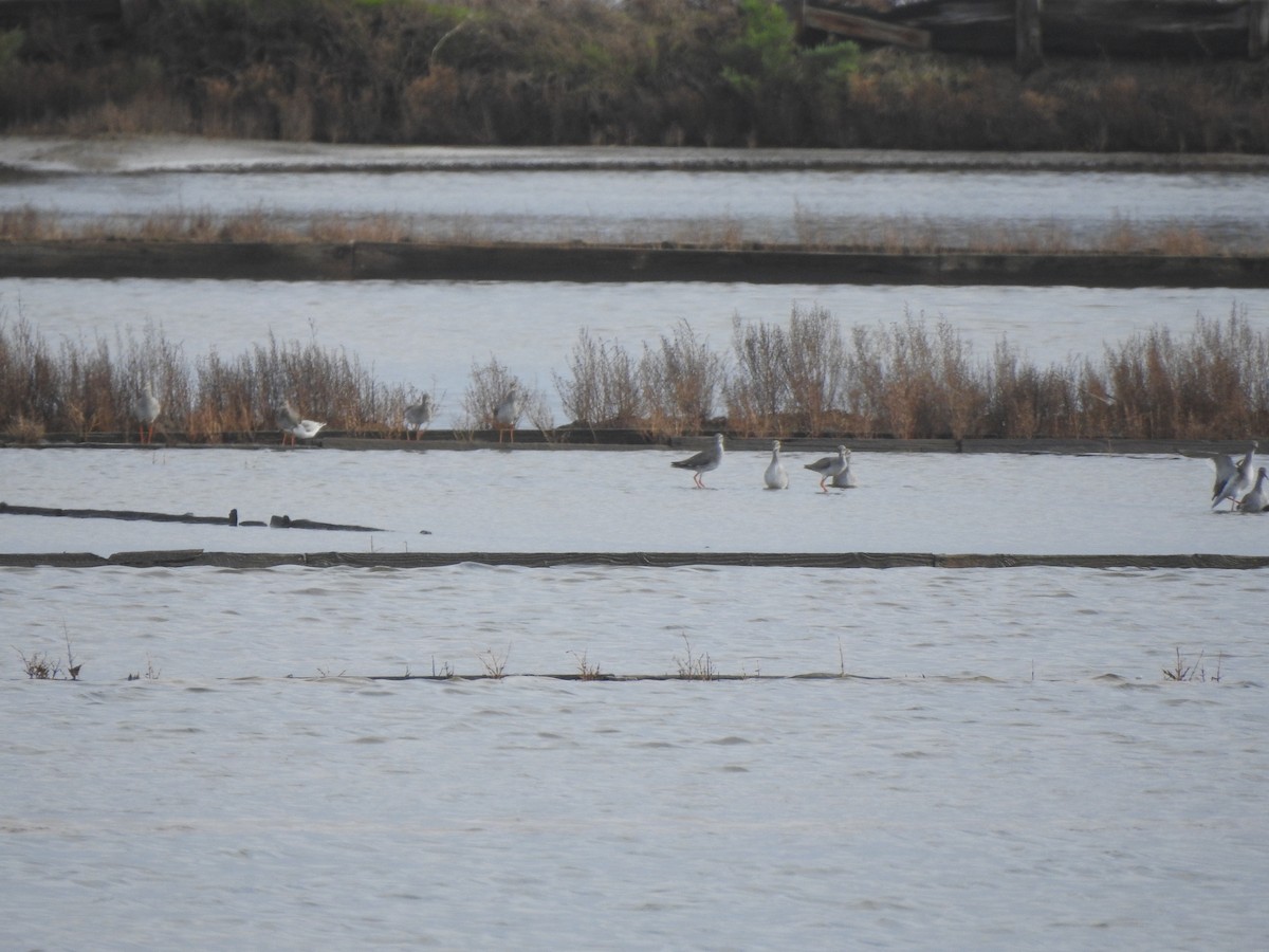 Archibebe Común - ML646650261