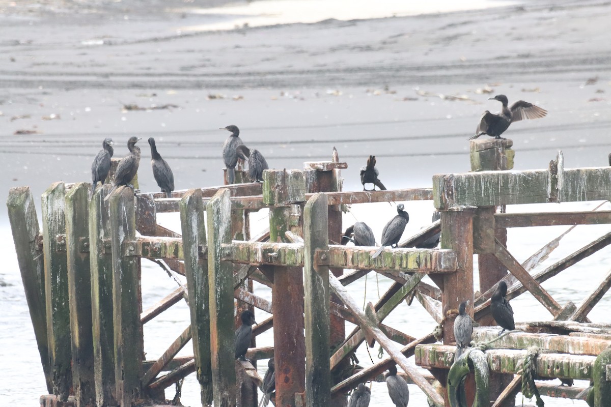 Neotropic Cormorant - ML646650262