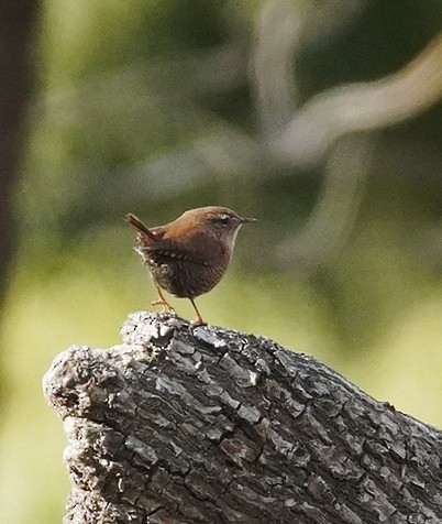 Winter Wren - ML646650263