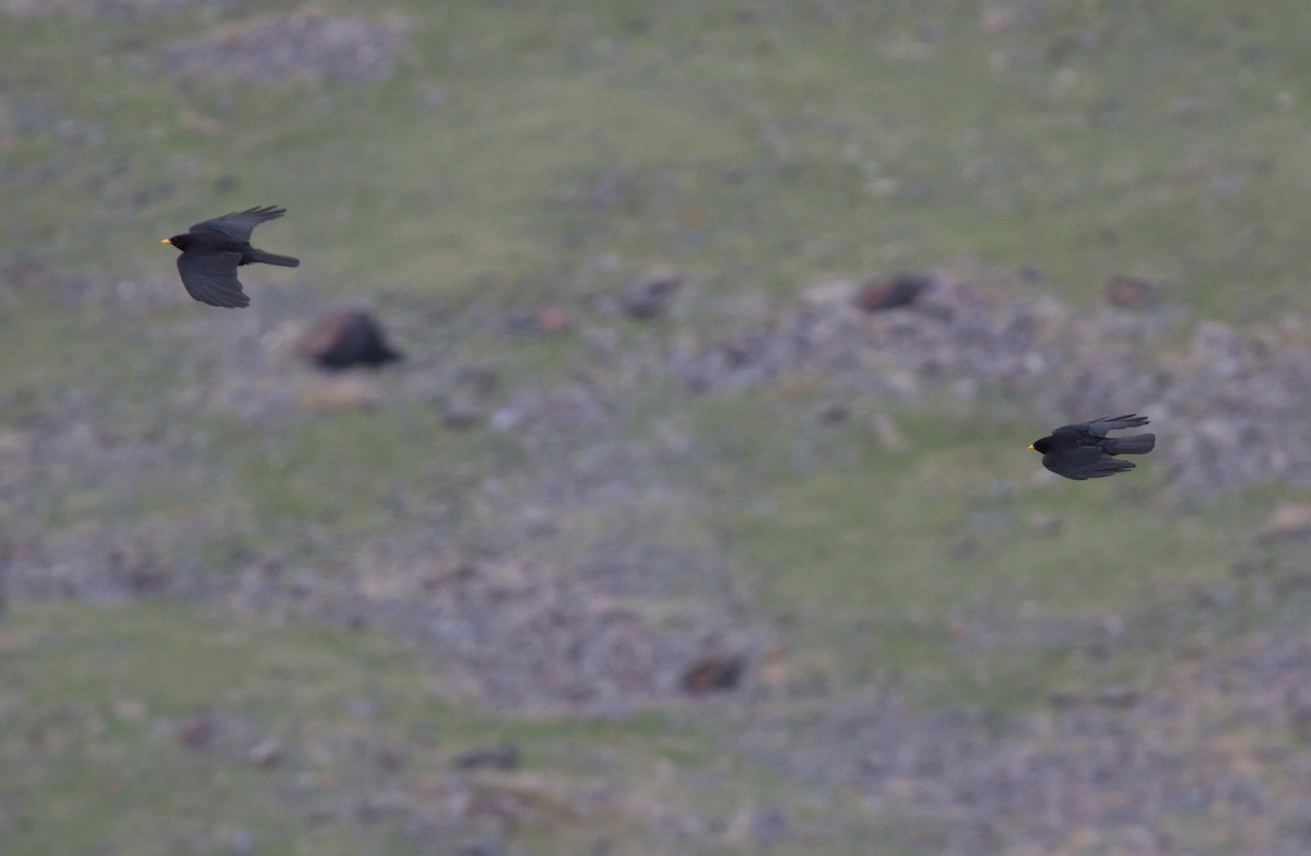 Gracchio alpino - ML646650264